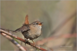 <p>STŘÍZLÍK OBECNÝ (Troglodytes troglodytes) ----- /Eurasian wren - Zaunköking/</p>